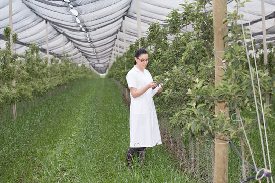 Woman in apple orchard