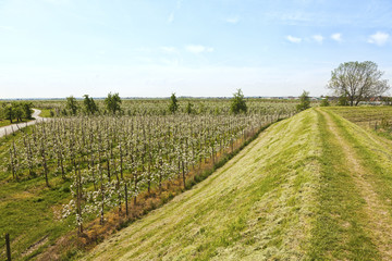 Fototapeta na wymiar Blühende Apfelbäume, Altes Land, Niedersachsen