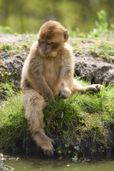 Young at the Barbary apes - Nachwuchs bei den Berberaffen 