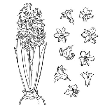 Hyacinth. Flowers Line Drawn On A White Background. Sketch Hyacinth. Spring Flowers. Vector Drawing Of Flower.