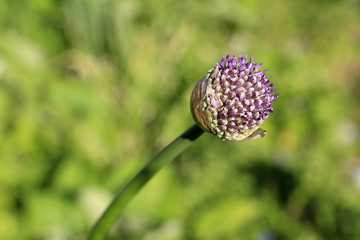 Aufspringende Knospe des Riesenlauchs