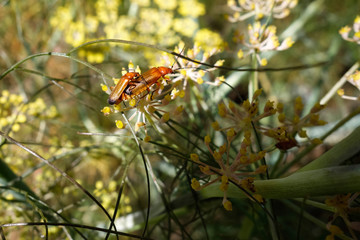 Soldier Beetles (Rhagonycha fulva)