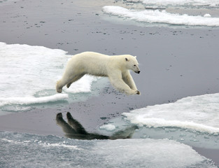 Jumping polar bear
