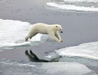 Foto op Plexiglas Ijsbeer Springende ijsbeer