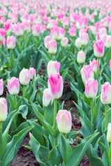 beautiful bouquet of tulip, selective focus