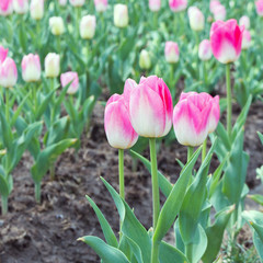 beautiful bouquet of tulip, selective focus