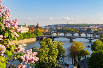 The blooming bush of lilac against Vltava river and Charles bridge, Prague