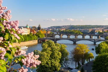 Fotobehang De bloeiende struik van sering tegen de rivier de Moldau en de Karelsbrug, Prague © daliu