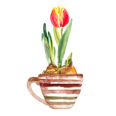 Spring flower in a cup painted with watercolors on white background. Bulbous flower. Spring decor.