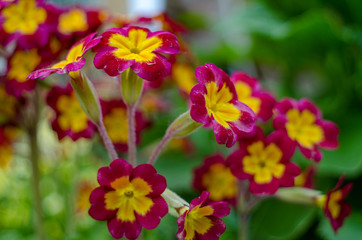 Primrose garden flower