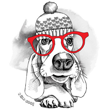 The poster dog Basset Hound portrait in the knitted hat and with glasses. Vector illustration.