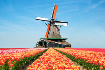 Landscape of tulips and windmills in the Netherlands.