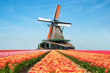 Fotobehang Landscape of tulips and windmills in the Netherlands. © ake1150