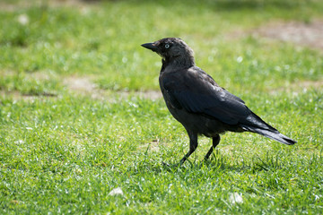 Jackdaw (corvus monedula)