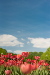 Group of red tulips in the park agains clouds. Spring blurred background postcard. copyspace