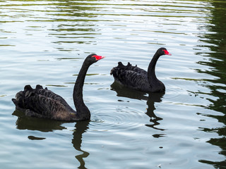 Black Swans (cygnus atratus)