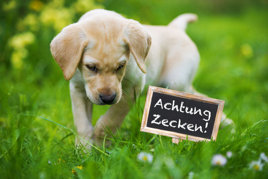 Achtung Zecken!