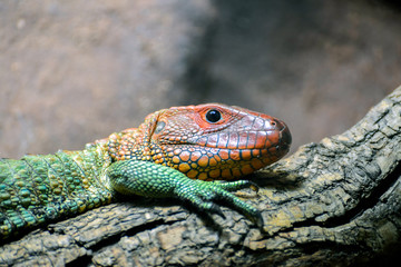 Northern Caiman Lizard (Dracaena guianensis)