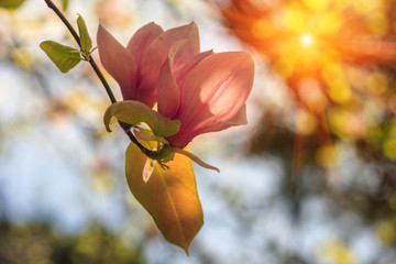 Mooie roze Magnolia-bloem die in de lente in zonlicht bloeit.