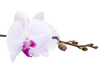 Pink orchid with buds on a branch on a white background