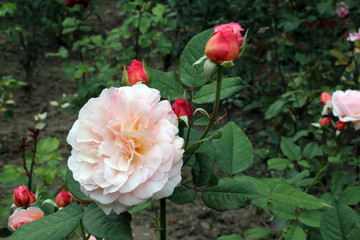 rosa