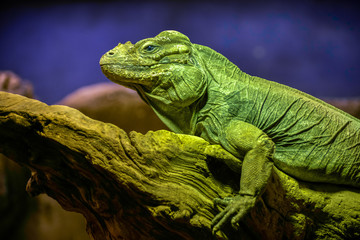 Green Iguana (Iguana iguana)