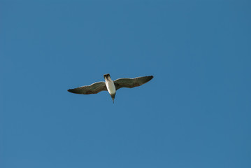 The bird flying in the blue sky