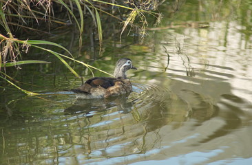 Nhe female Mandarin duck swim on lake in searchof food.