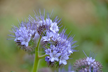 Obraz premium Distelblüte