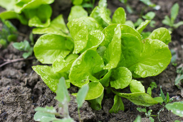 Organic Lettuce Vegetable