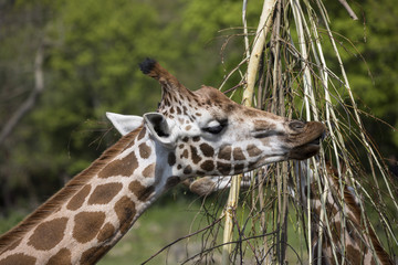 Giraffe beim Essen