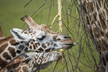 Giraffe beim Essen