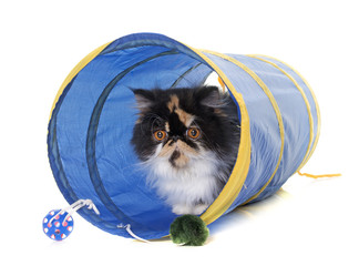 tricolor persian cat in tunnel