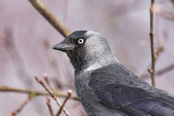 Western jackdaw