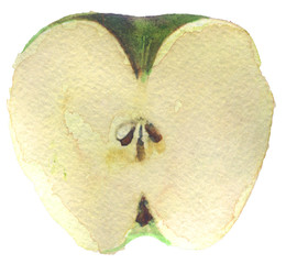 watercolor sketch: half apple on a white background