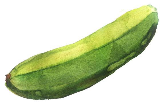 watercolor sketch: zucchini on a white background