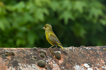 Greenfinch on Ridge