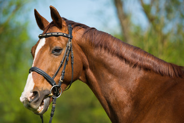 Obraz premium Reitpferd