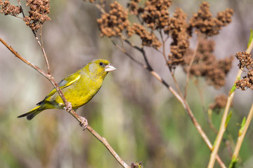 Greenfinch