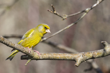 Greenfinch