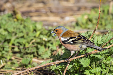 Common chaffinch