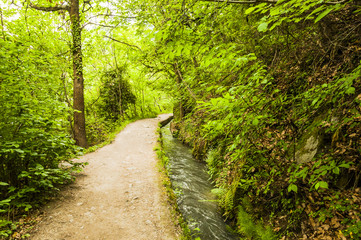 Marling, Waalweg, Wanderweg, Marlinger Waalweg, Spazierweg, Wald, Waldweg, Frühling, Felswand, Vinschgau, Südtirol, Italien