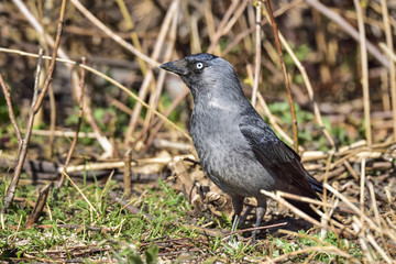 Western jackdaw