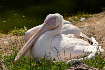 Great White Pelican (Pelecanus onocrotalus)