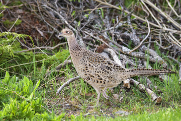 Common pheasant