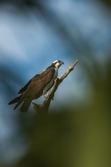 Osprey (Pandion haliaetus). It is a large raptor, reaching more than 60 cm (24 in) in length and 180 cm (71 in) across the wings.