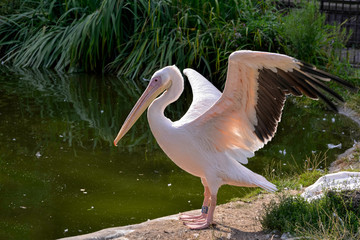 Great White Pelican (Pelecanus onocrotalus)
