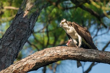 Osprey (Pandion haliaetus). It is a large raptor, reaching more than 60 cm (24 in) in length and 180 cm (71 in) across the wings.