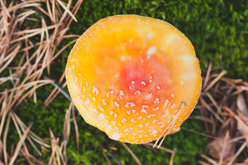 Bright red mushroom fly agaric, top view