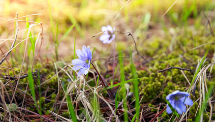Wild Blue Hepatica flowers in the forest, spring
